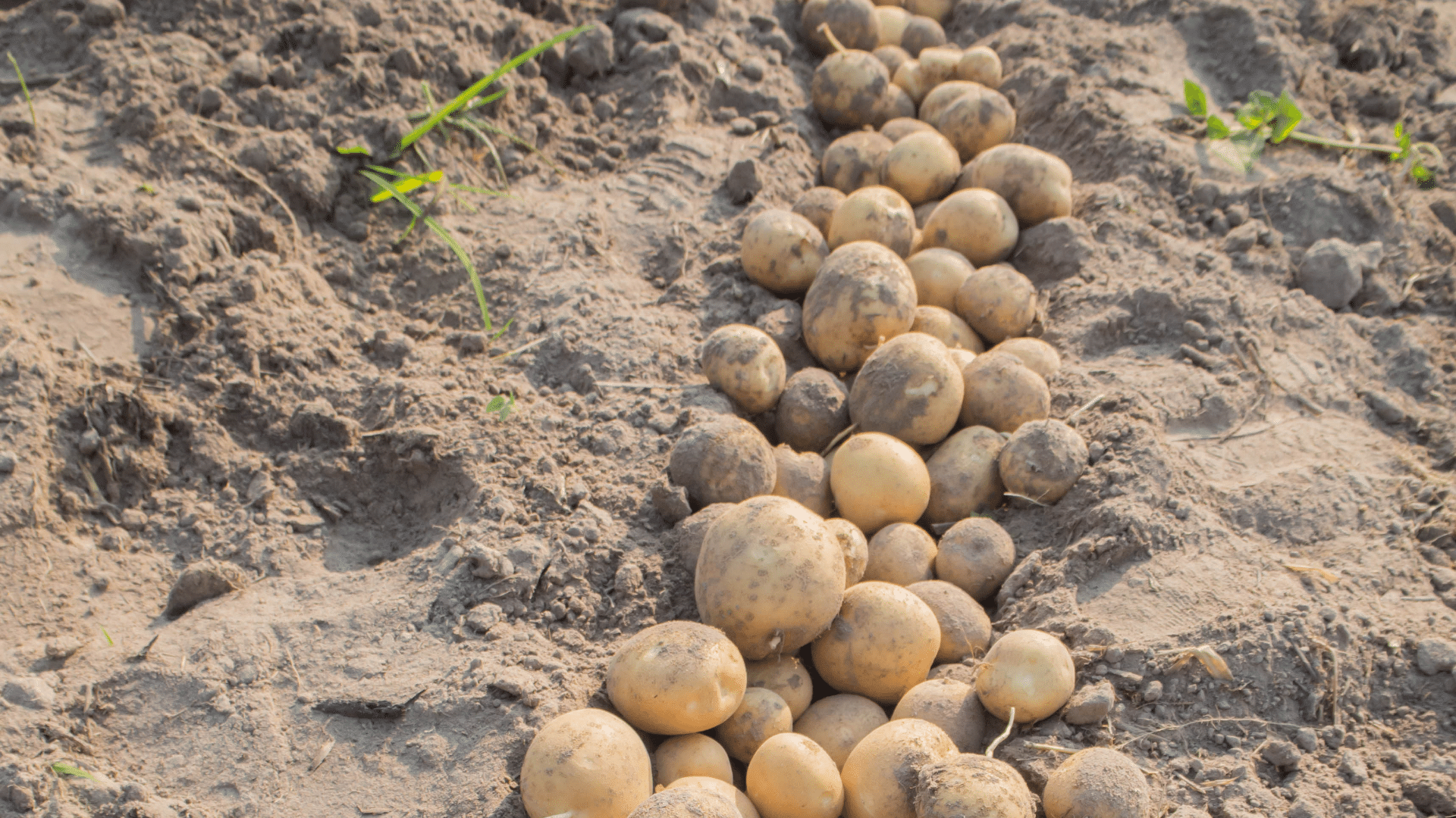 Jalandhar Potato